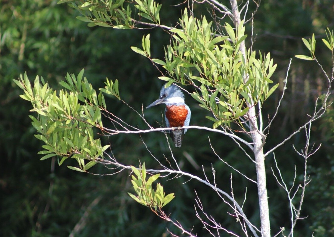 Rio Vivo-瓦尔迪维亚必去景点