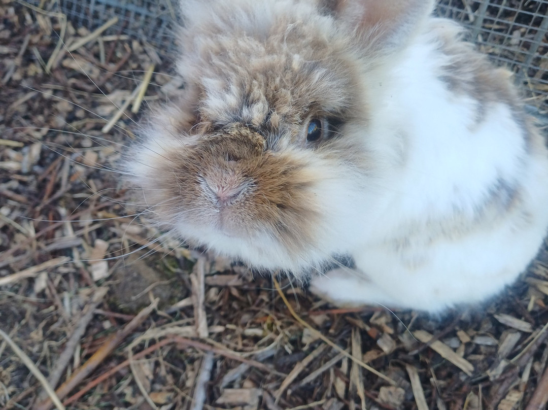 Erlebnis- und Tigerpark Dassow-Dassow必去景点