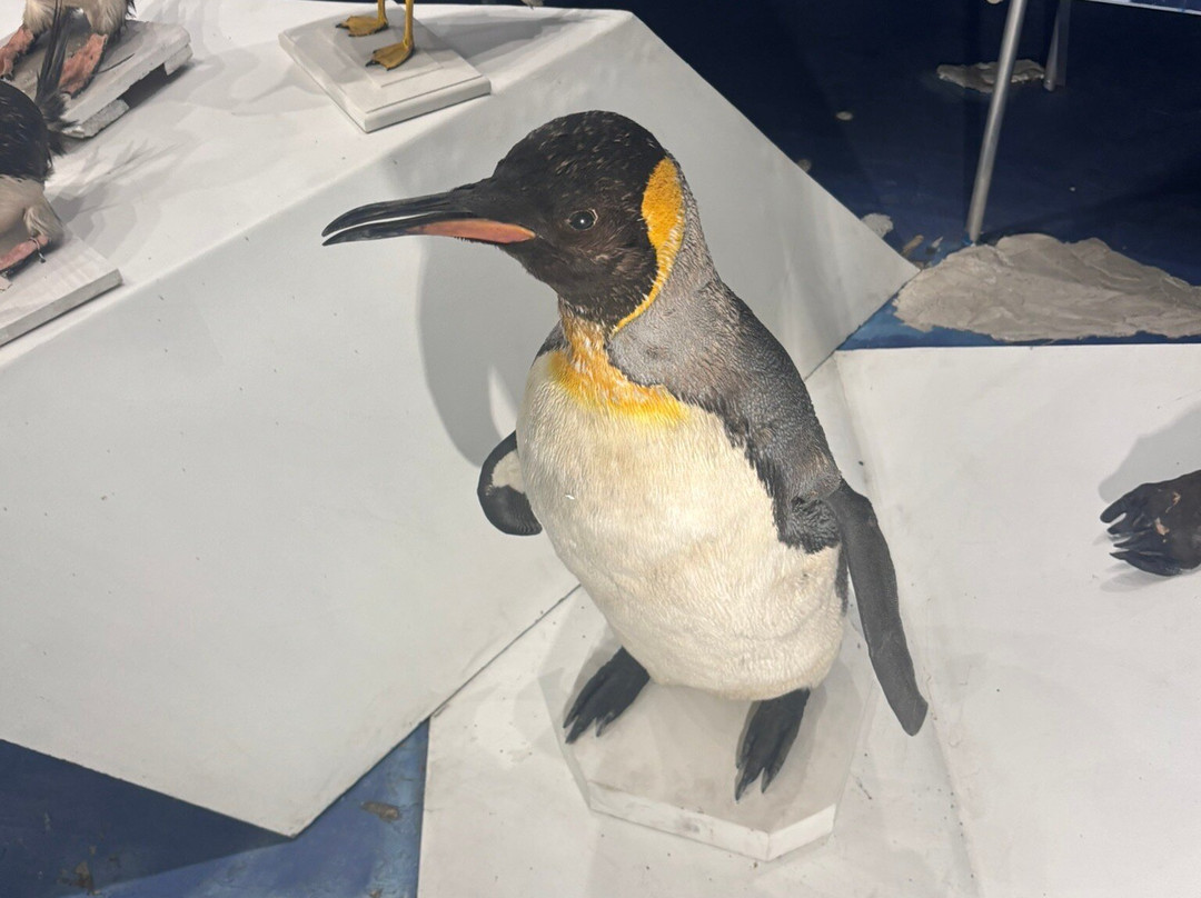 Museo Salesiano / Magiorinno Borgatello-蓬塔阿雷纳斯必去景点