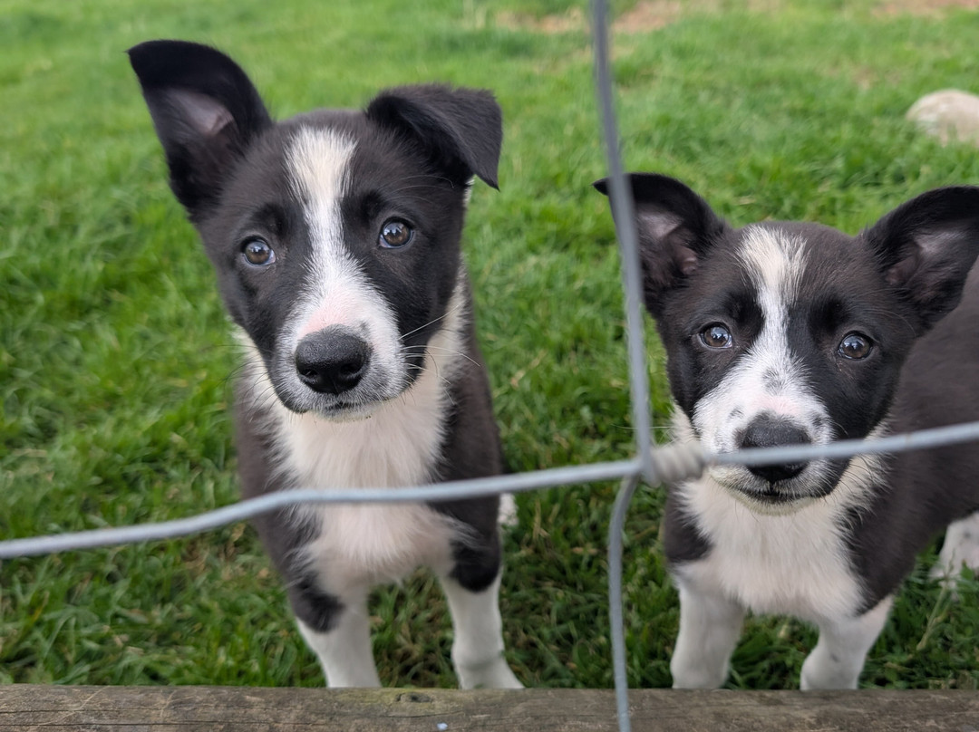 Working Sheepdogs-Kincraig必去景点