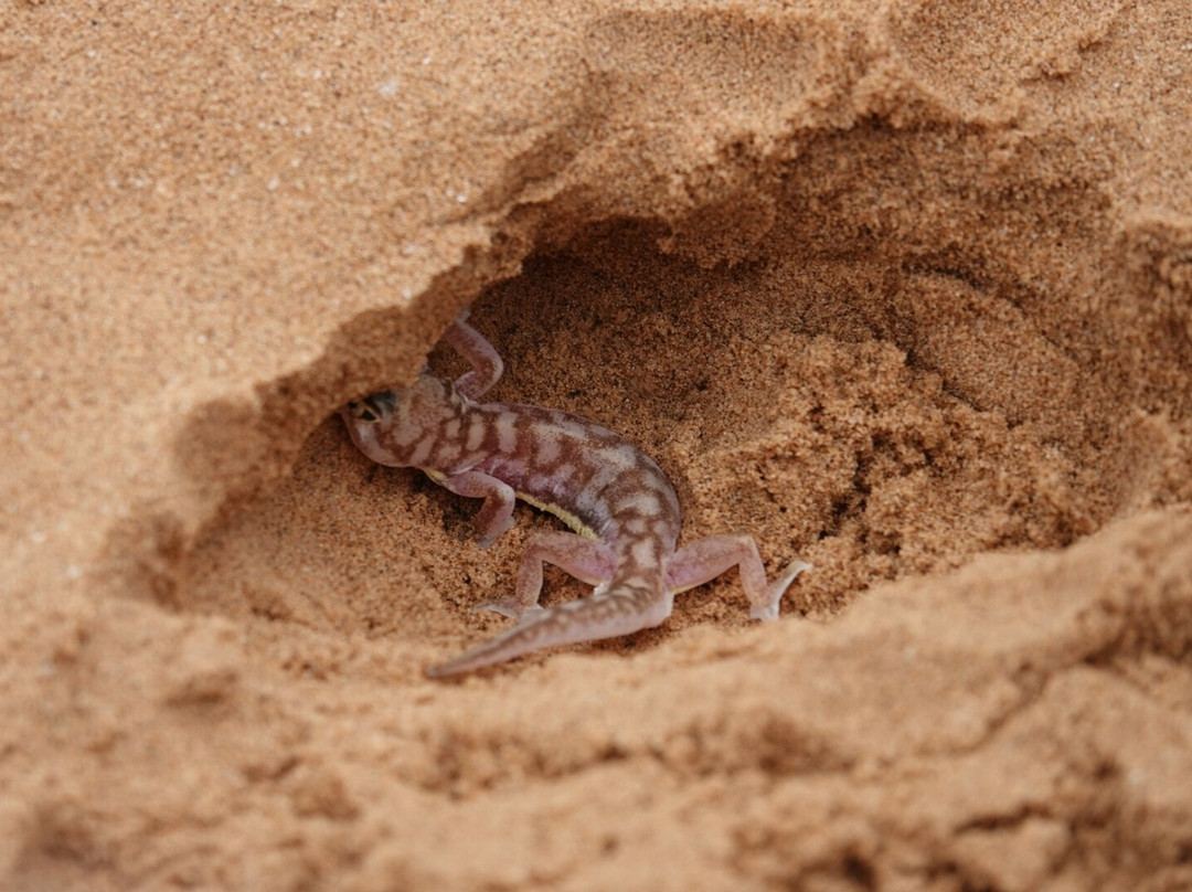 Tommy's Tours and Safaris-斯瓦科普蒙德必去景点