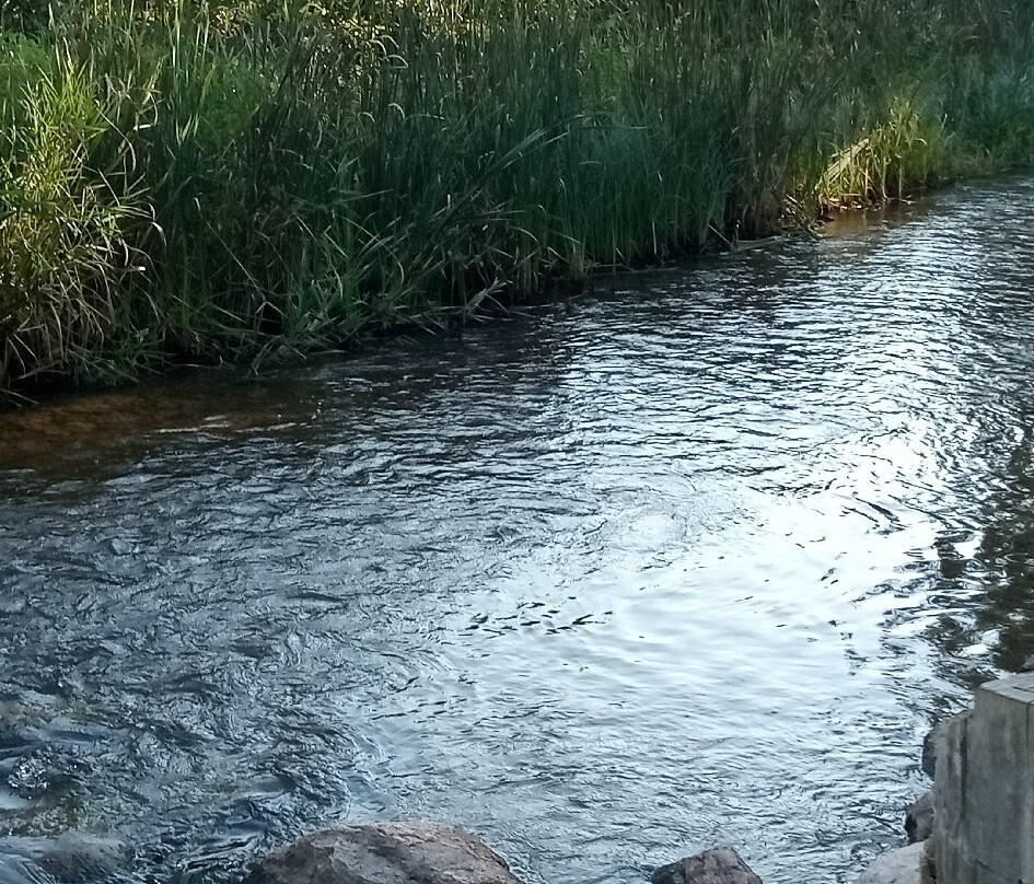 Mississippi Headwaters State Forest-伯米吉必去景点