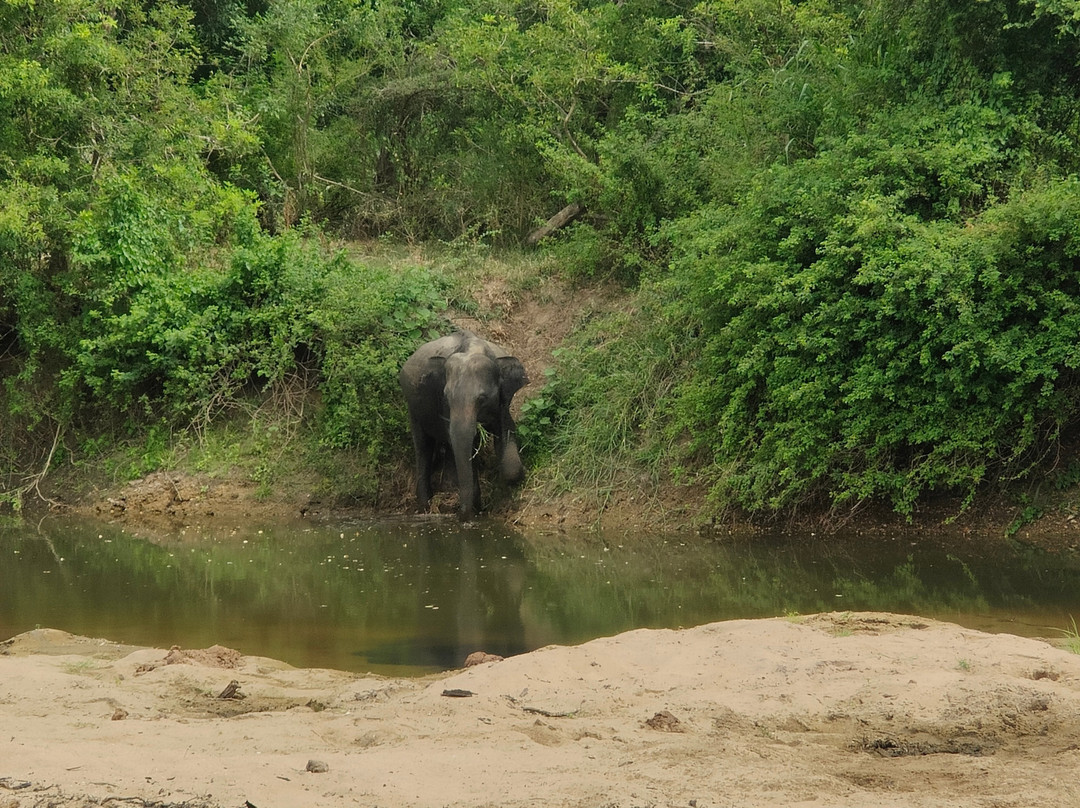 Minneriya Safari Tours-哈巴拉娜必去景点