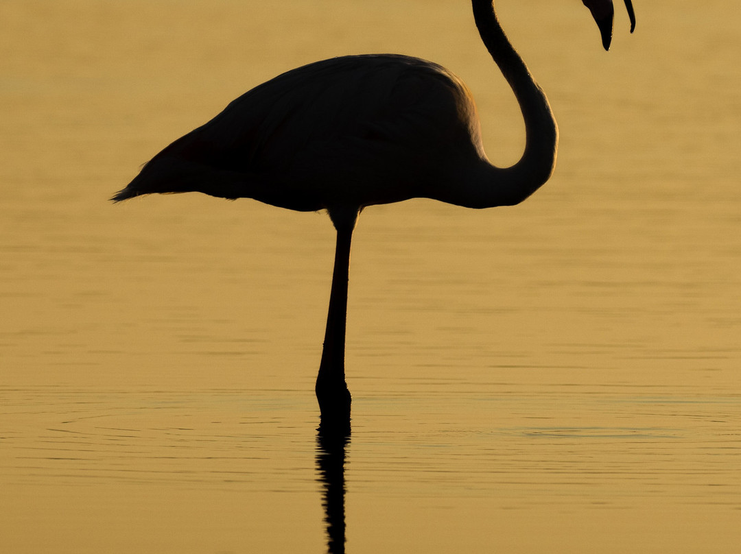 Ebro Delta Birding-Camarles必去景点