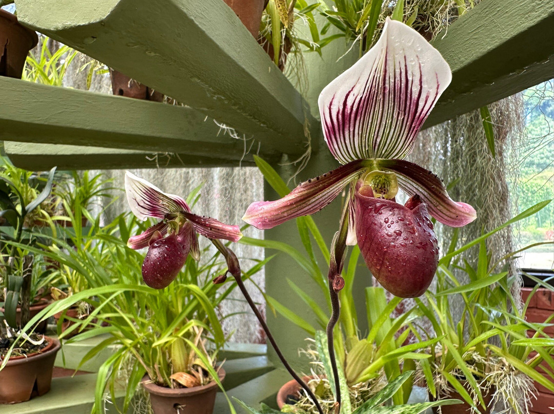 Royal Botanic Gardens Peradeniya-康提必去景点