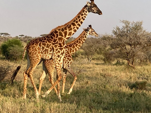 Rashad Adventure-阿鲁沙必去景点