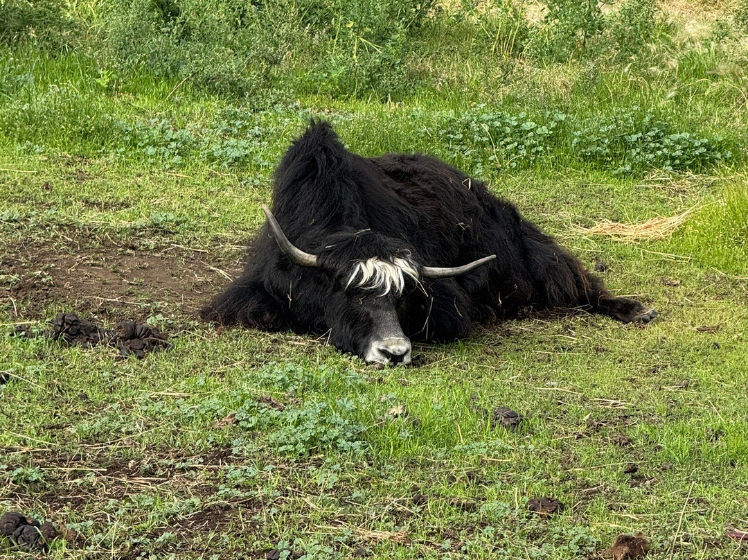 Reindeer Farm-帕尔默必去景点