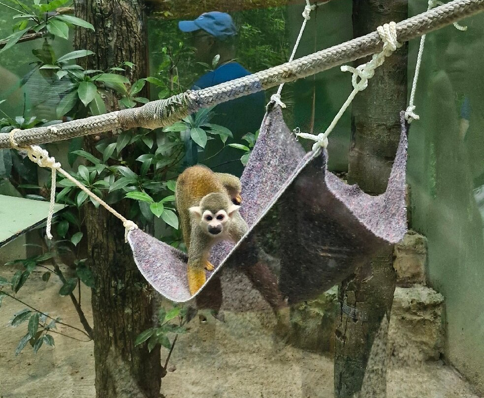 Akumal Monkey Sanctuary & Rescued Animals-艾库玛尔必去景点