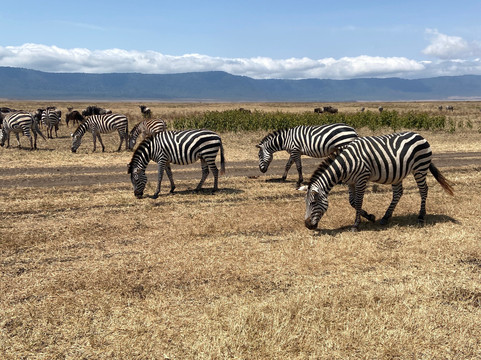 Wilderness Winners Safaris-阿鲁沙必去景点