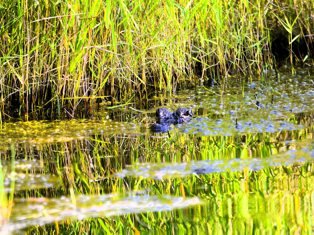 Okefenokee Adventures-Folkston必去景点