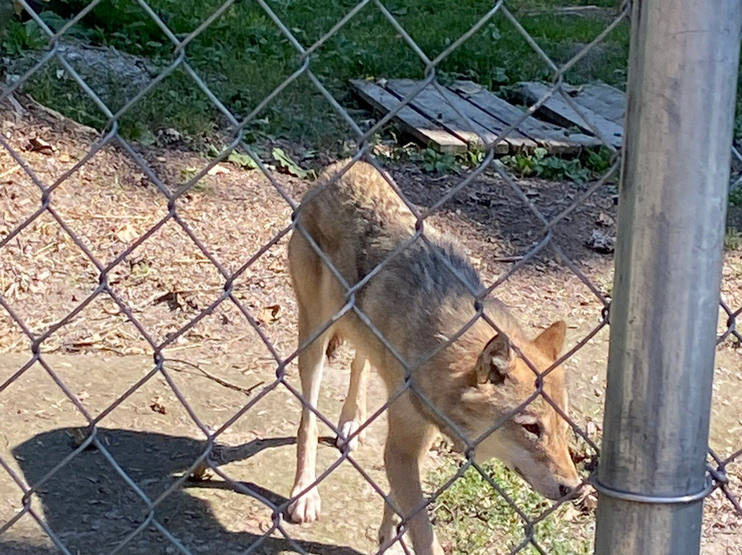 Northern Lights Wildlife Wolf Centre-戈尔登必去景点