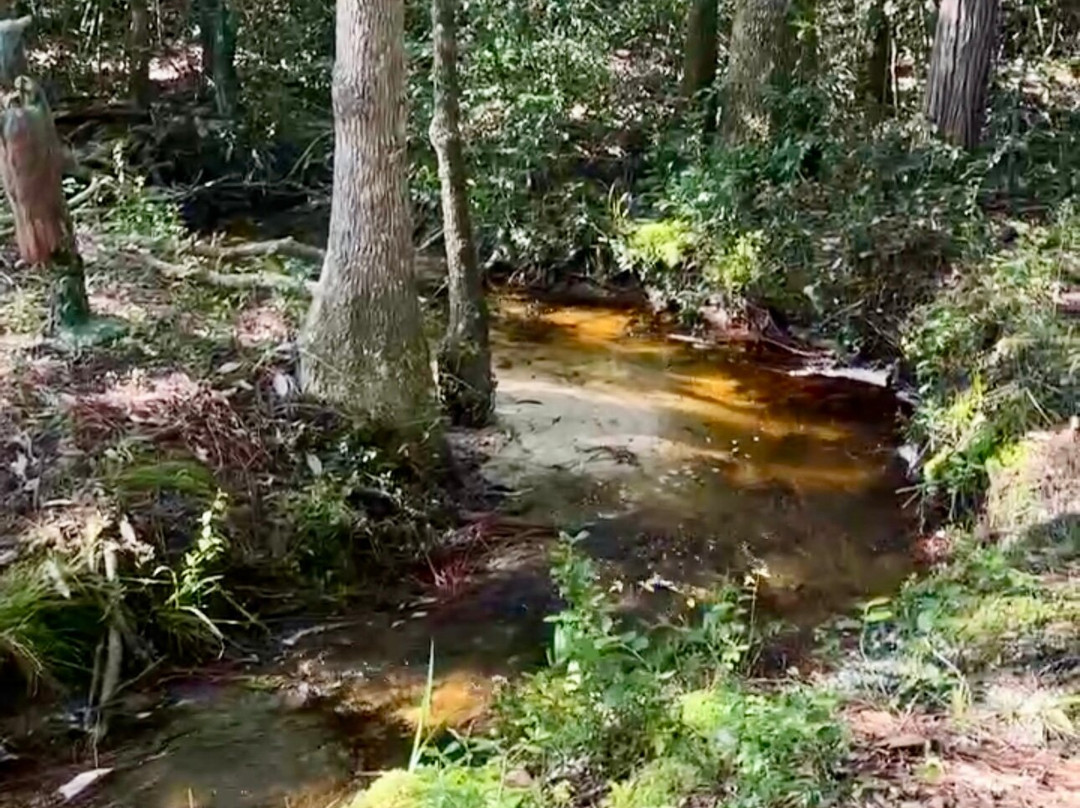 Blackwater Joe's-Holt必去景点