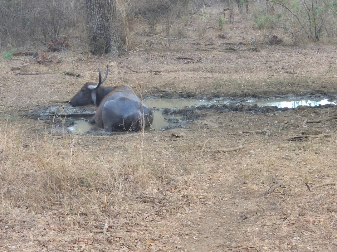 Yala National Park-雅拉国家公园必去景点