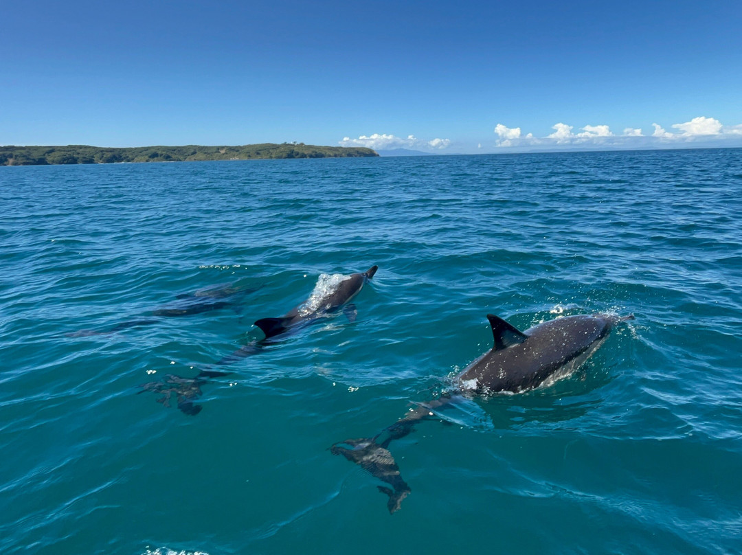 Hibiscus Jetski Hire-旺阿帕劳阿必去景点