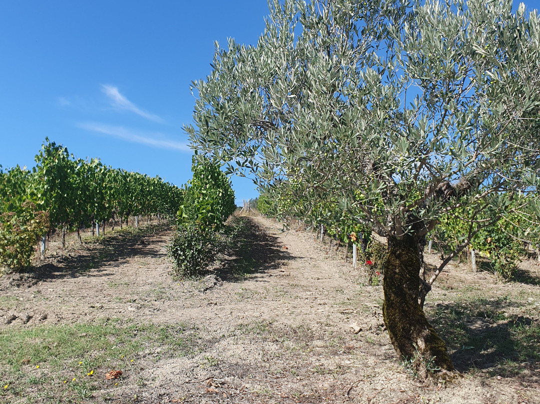 Agriturismo Masseria Santa Lucia主图
