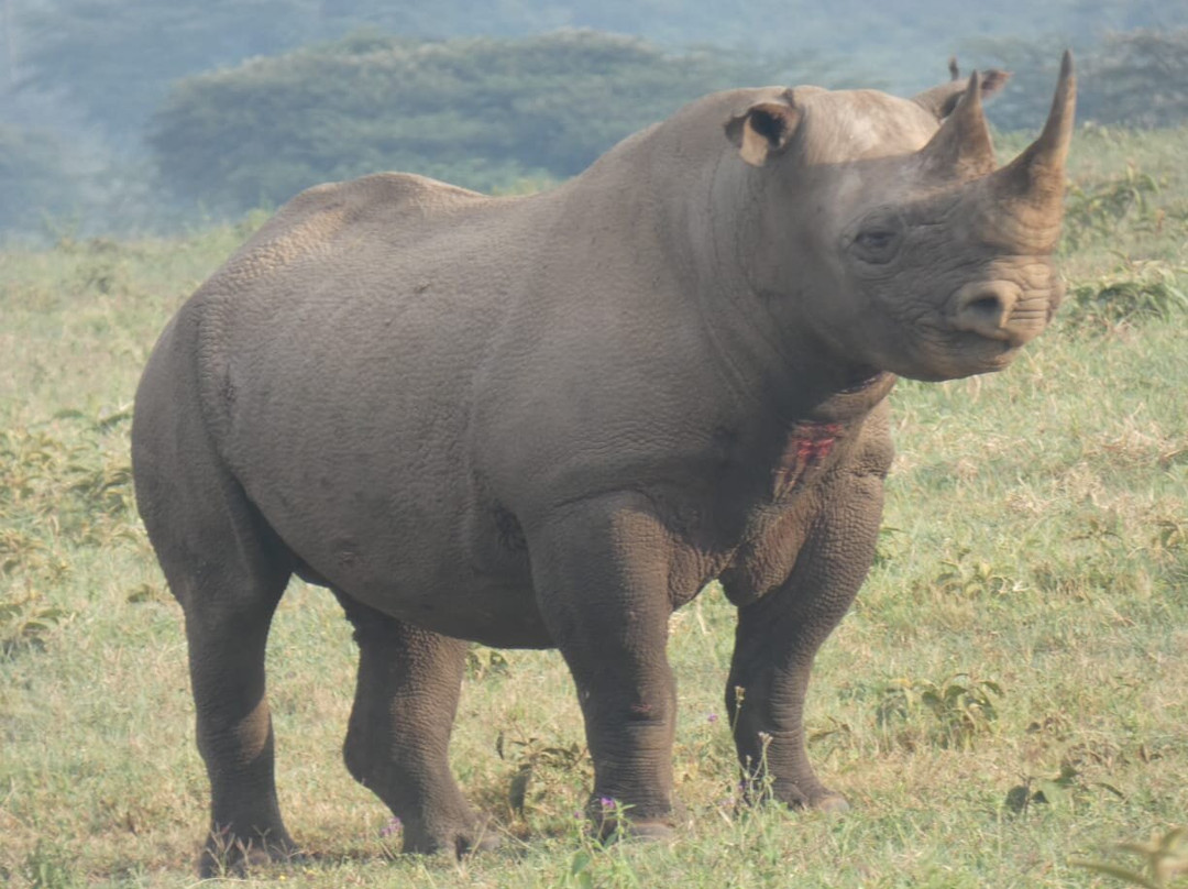 Nature Insight Safaris-内罗毕必去景点