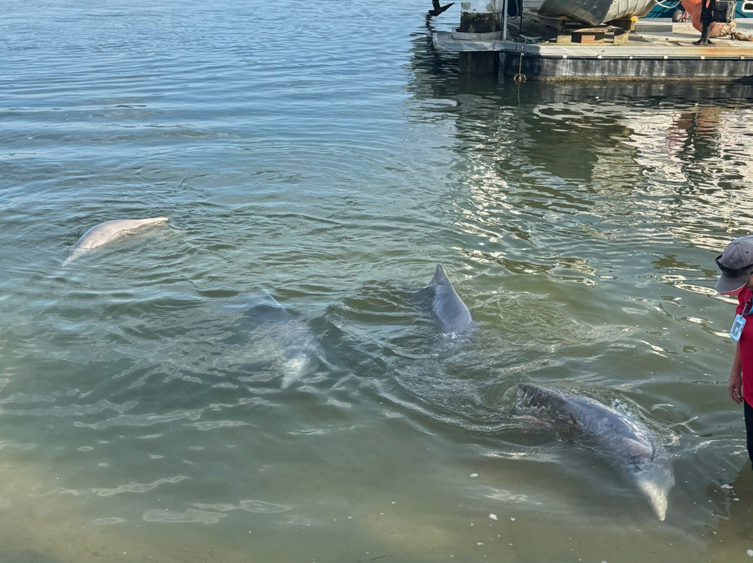 Barnacles Dolphin Centre-Tin Can Bay必去景点