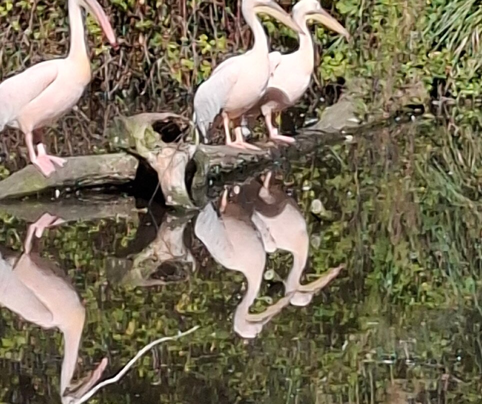 Newquay Zoo-纽奎必去景点