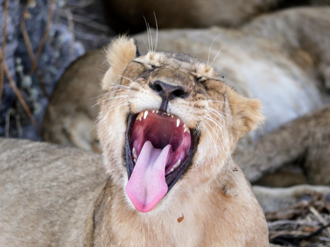 Nyika Discovery Ltd-阿鲁沙必去景点