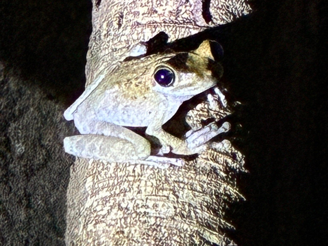 Amazonian Untamed Jungle Tours-伊基托斯必去景点