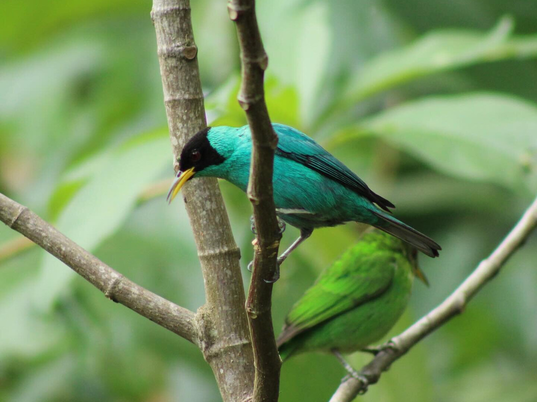 Fazenda São Francisco - Sul Da Bahia-Serra Grande必去景点