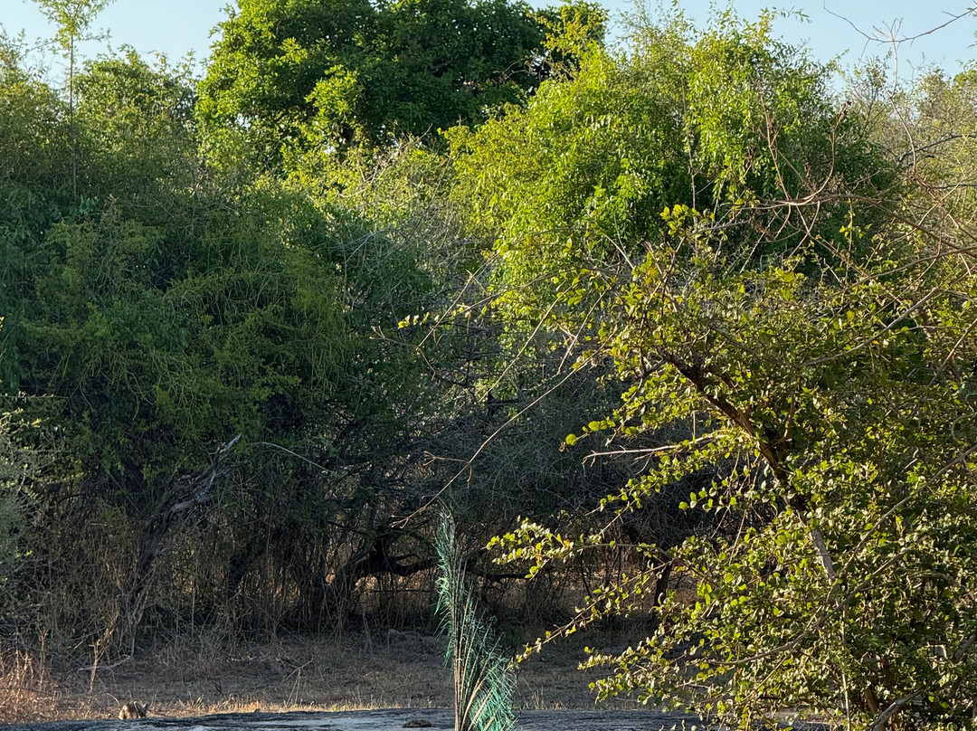 Sudu Yala Tusker Safari-蒂瑟默哈拉默必去景点