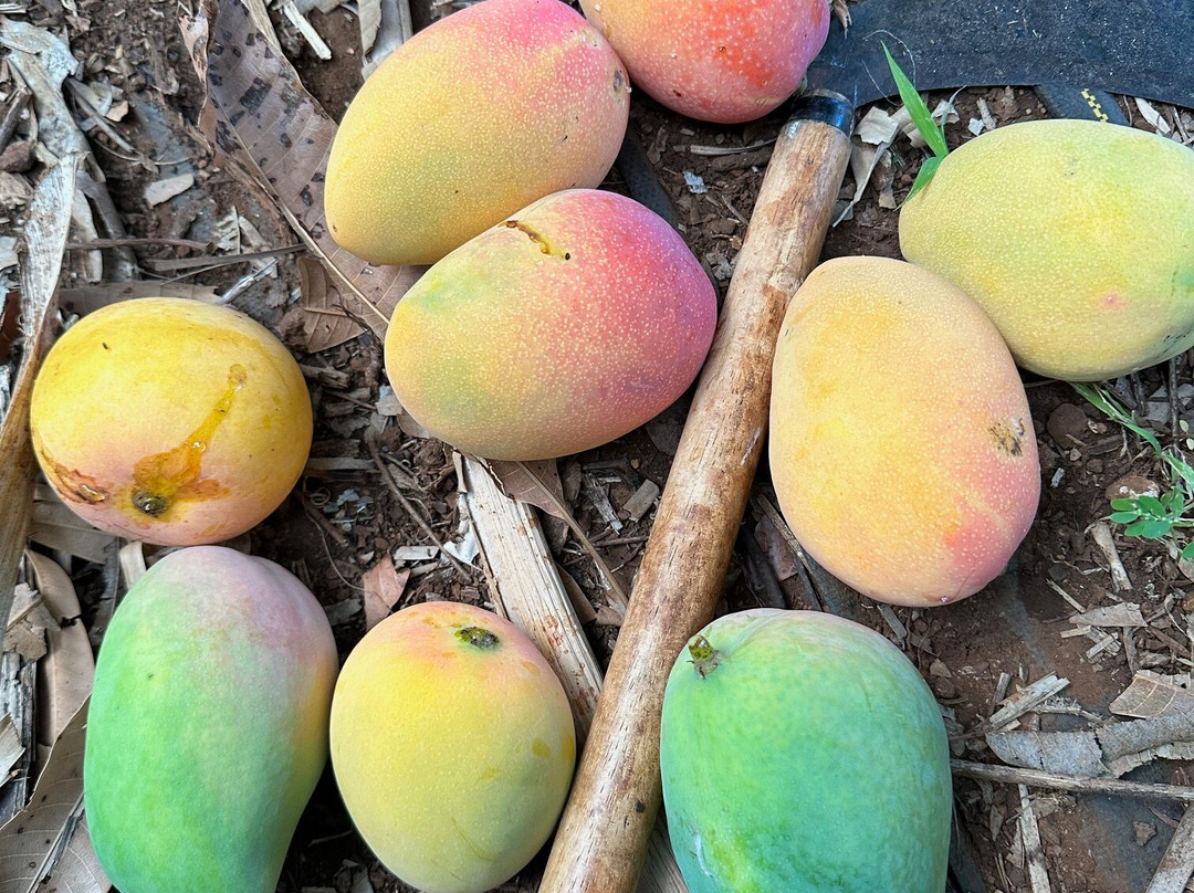 Maui Mango Mala Farm Tours