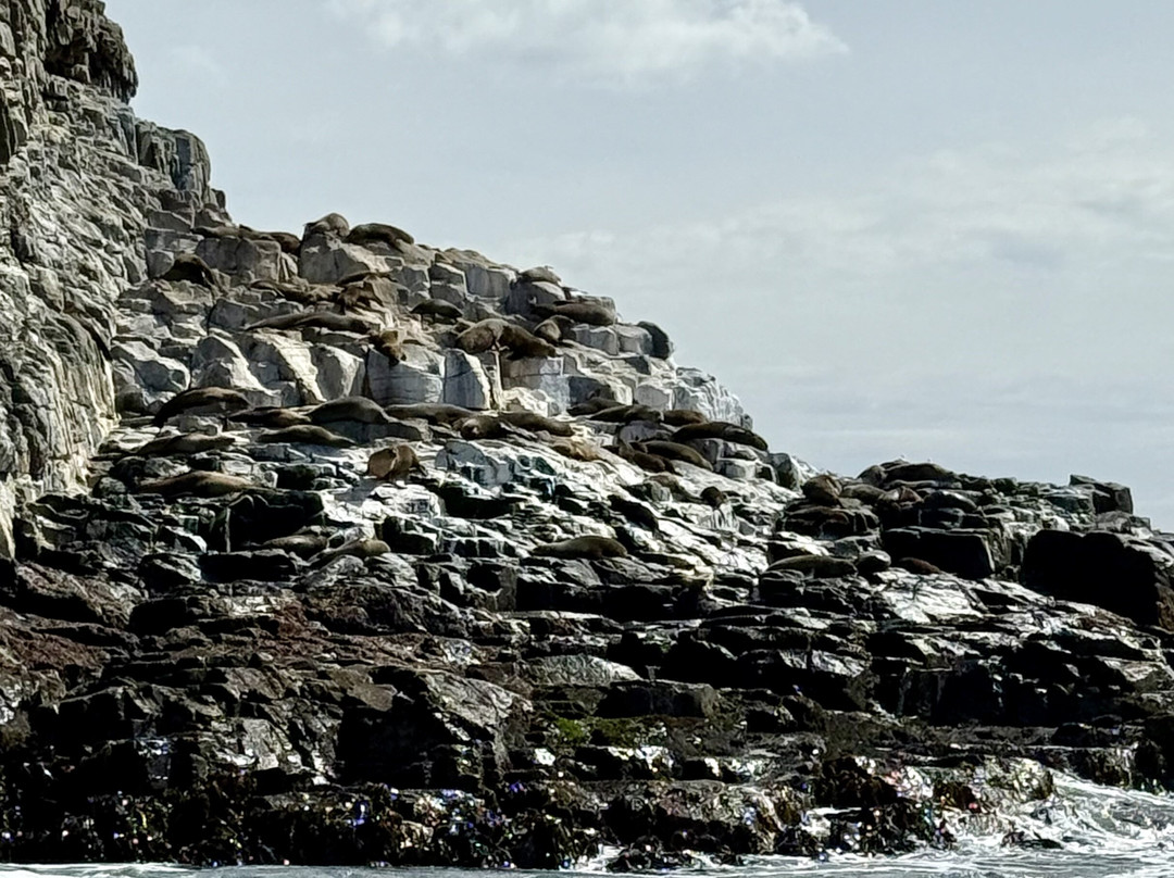 Bruny Island Cruises-霍巴特必去景点