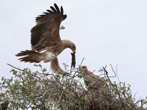 Camptrek Safaris LTD-内罗毕必去景点