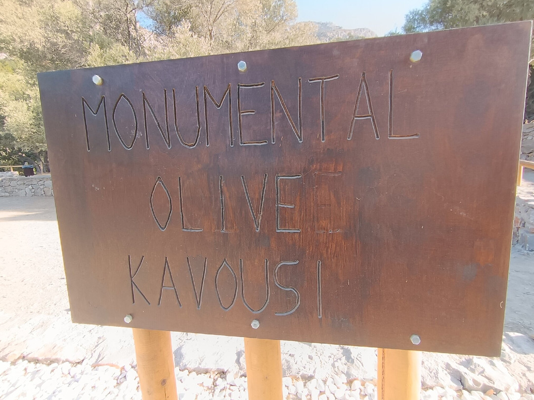 Azorias Ancient Olive Tree-Kavousi必去景点