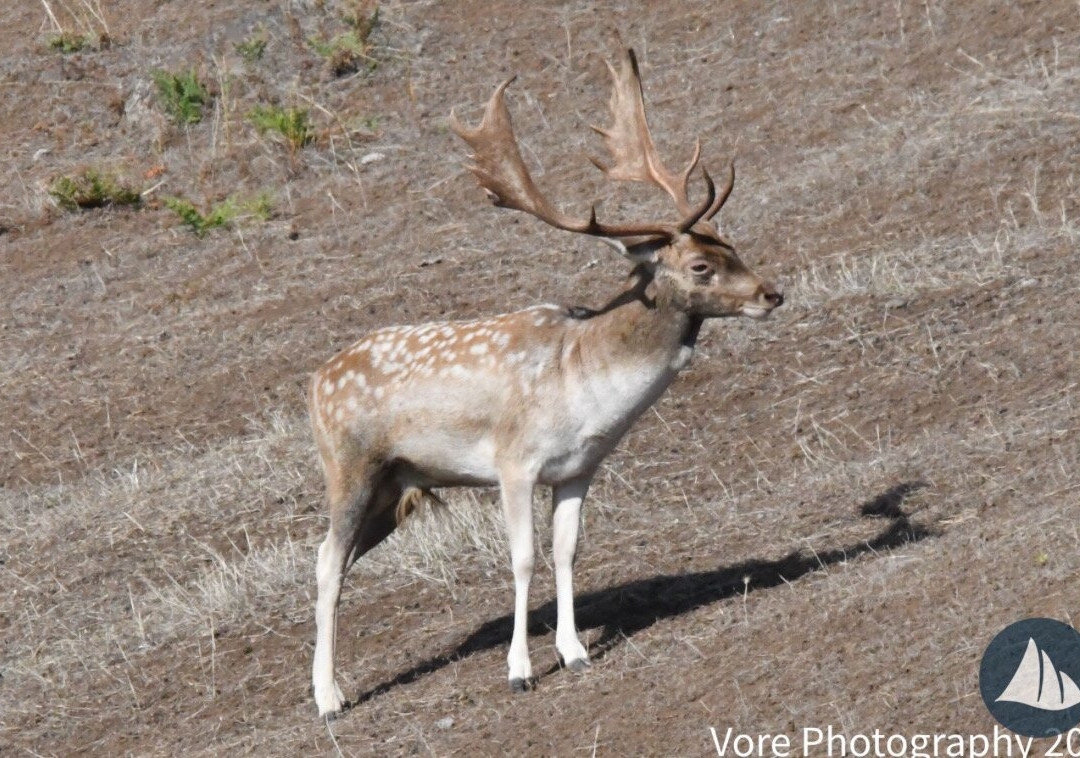 Deer Harbor Charters-Deer Harbor必去景点