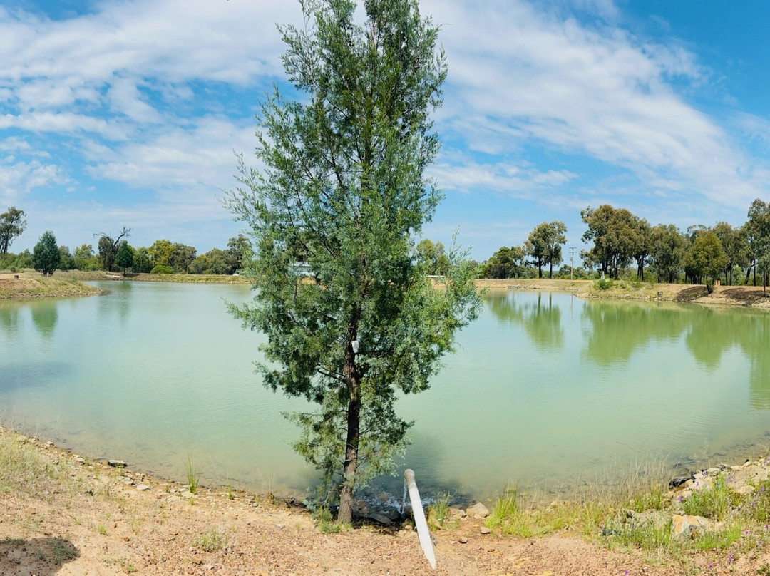 Narrabri Fish Farm-纳拉布莱必去景点