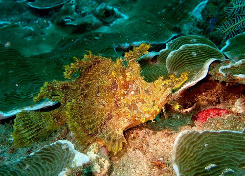 Blue Paradise Diving-沙努尔必去景点