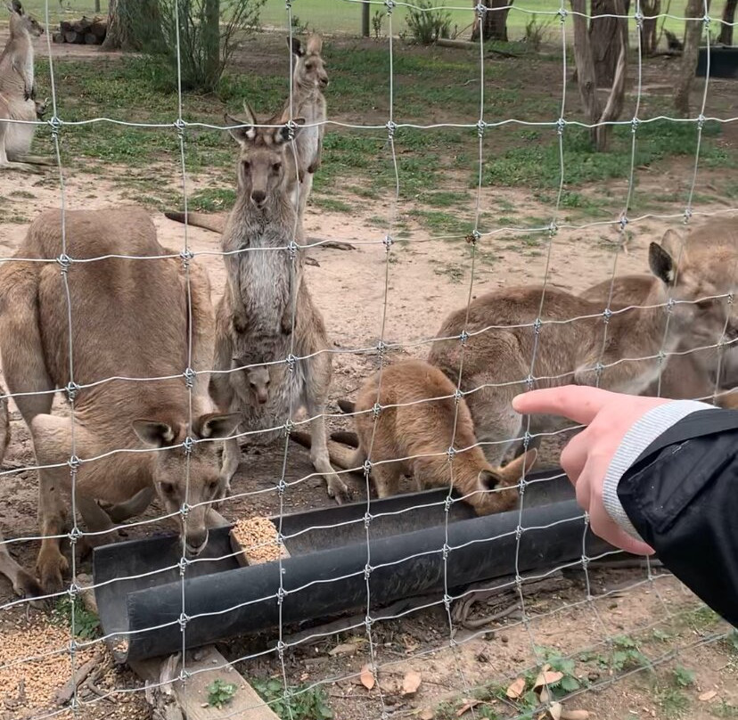 Chesterfield Farm-Scoresby必去景点