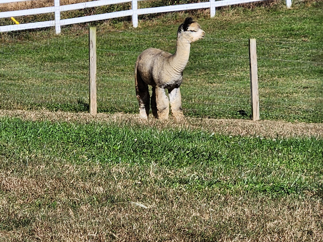Winchester Creek Farm-韦恩斯维尔必去景点