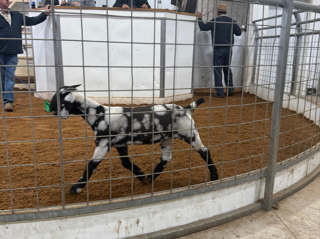 Troyer's Amish Tours-Millersburg必去景点