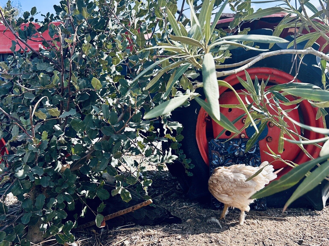 Mykonos Vioma Organic Farm-阿诺梅拉村必去景点