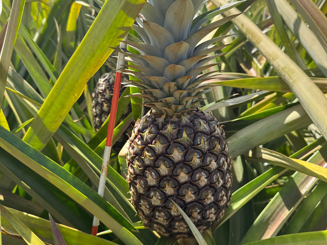 Sugarloaf Pineapple Farm-基拉韦厄必去景点