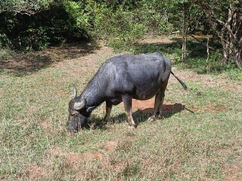 Big Cat Wilpattu-Nochchiyagama必去景点