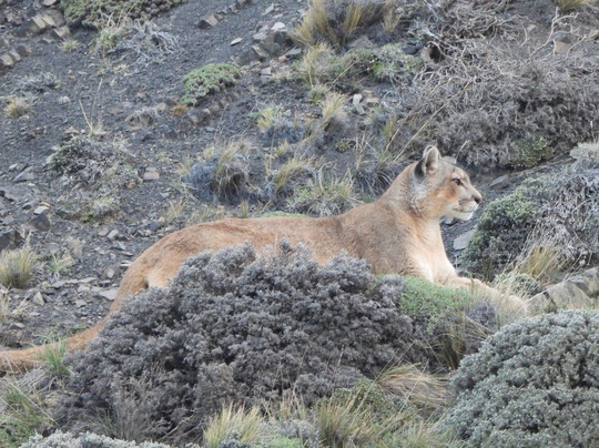 Patagonia Safari Experience-纳塔莱斯港必去景点