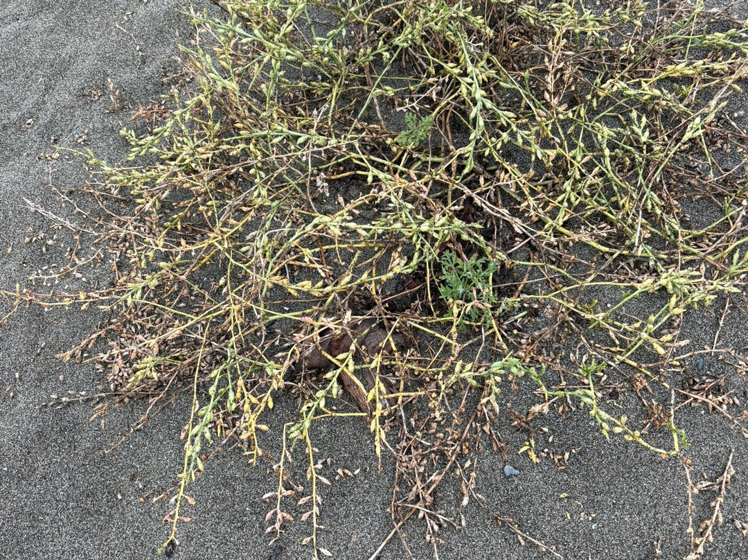 Boundary Bay Regional Park-Delta必去景点