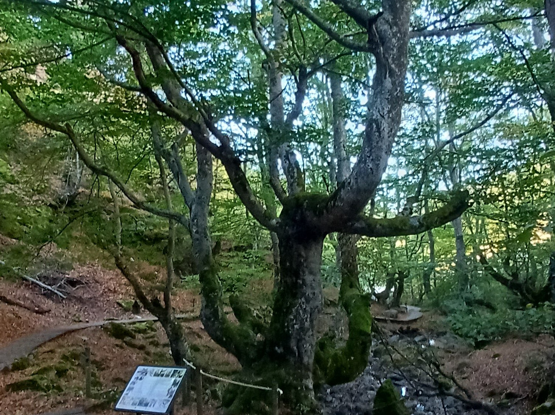El Faedo-Cinera必去景点