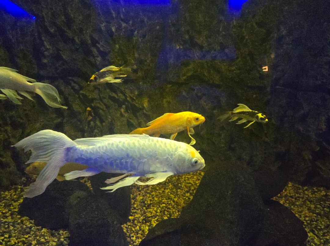 Ocean Aquarium-普它肋斯必去景点