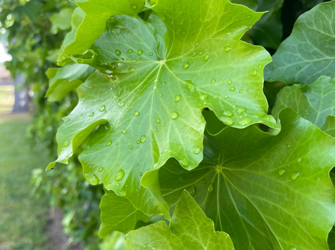 Rotary Park Playground-Bairnsdale必去景点