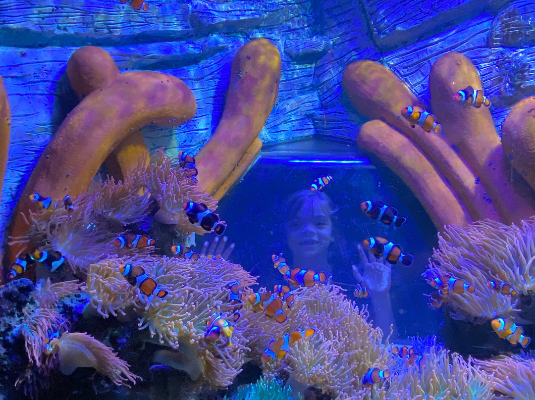 Sea Life Centre Great Yarmouth-大雅茅斯必去景点