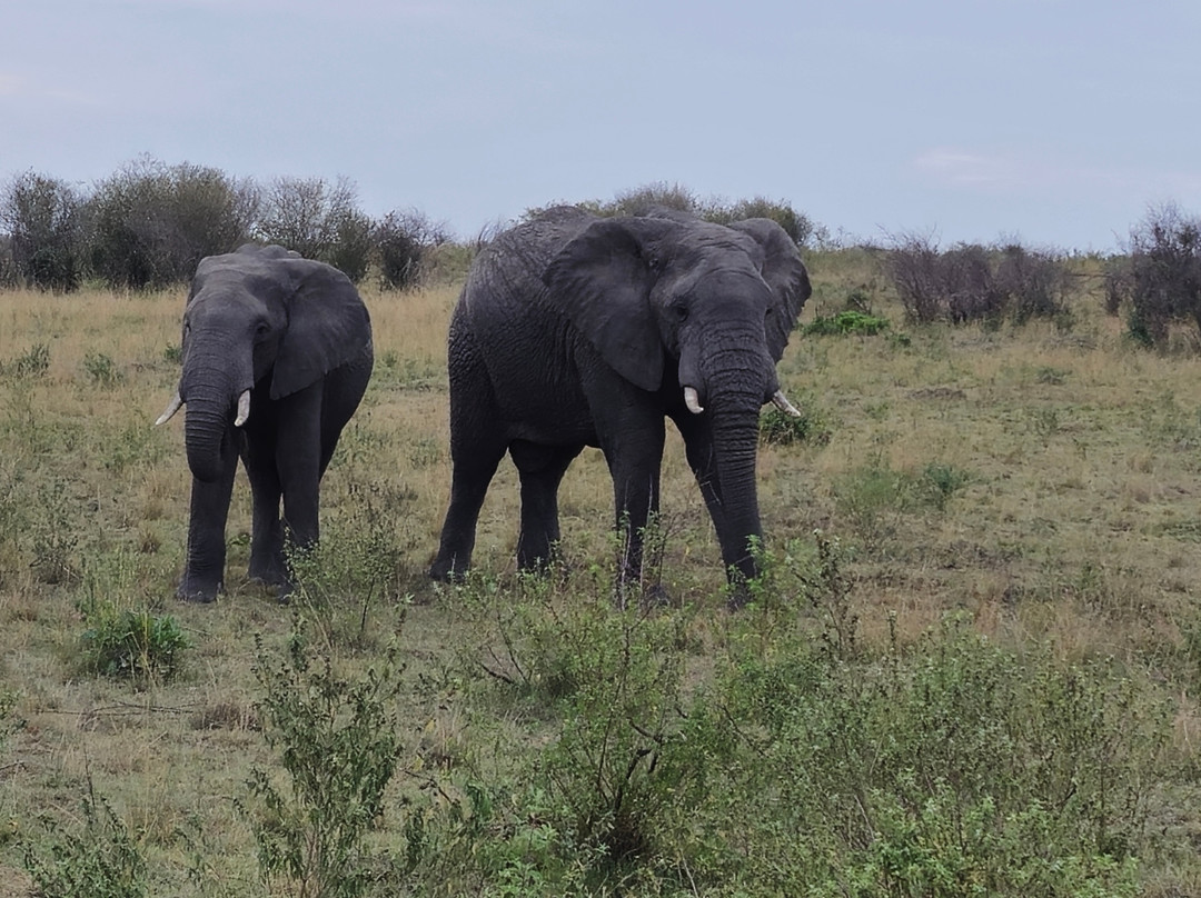 Scope Safaris-Thika必去景点