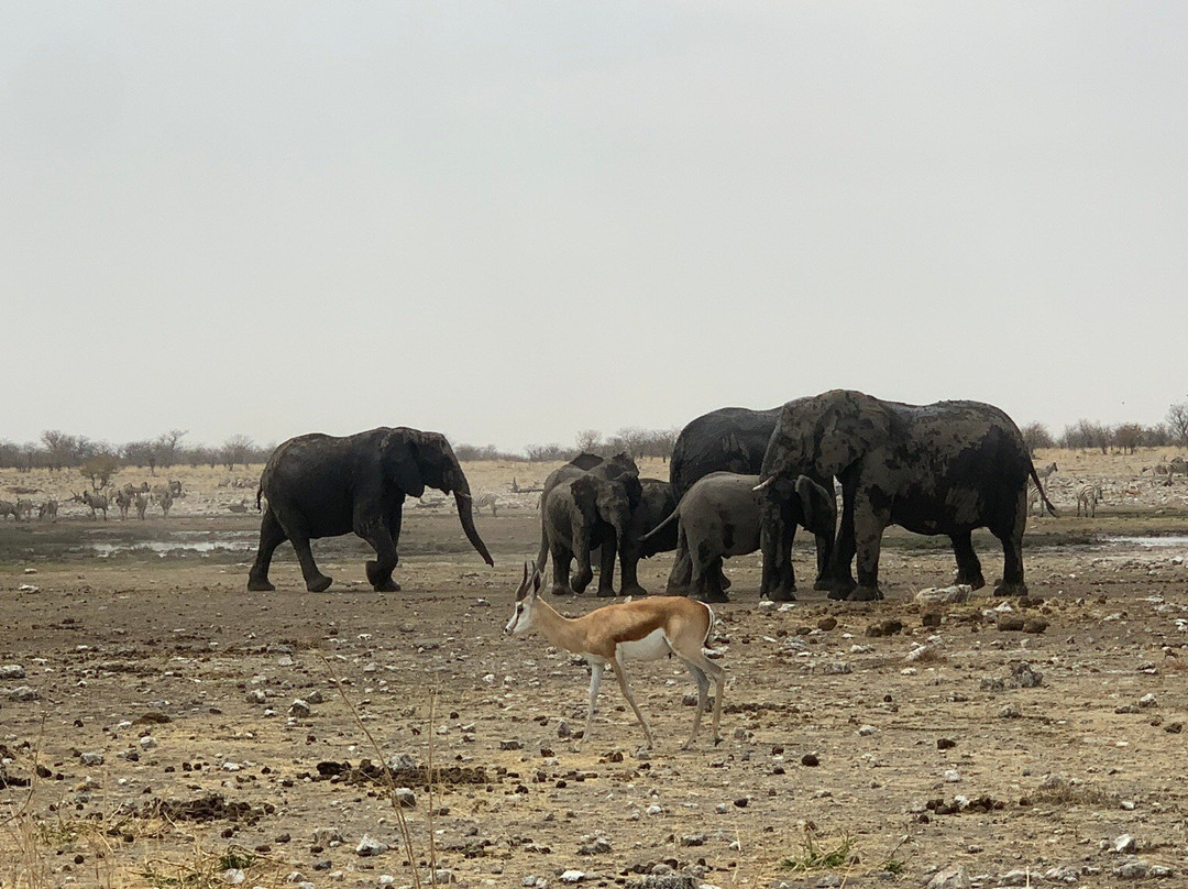 Wild Wind Safaris-温德和克必去景点