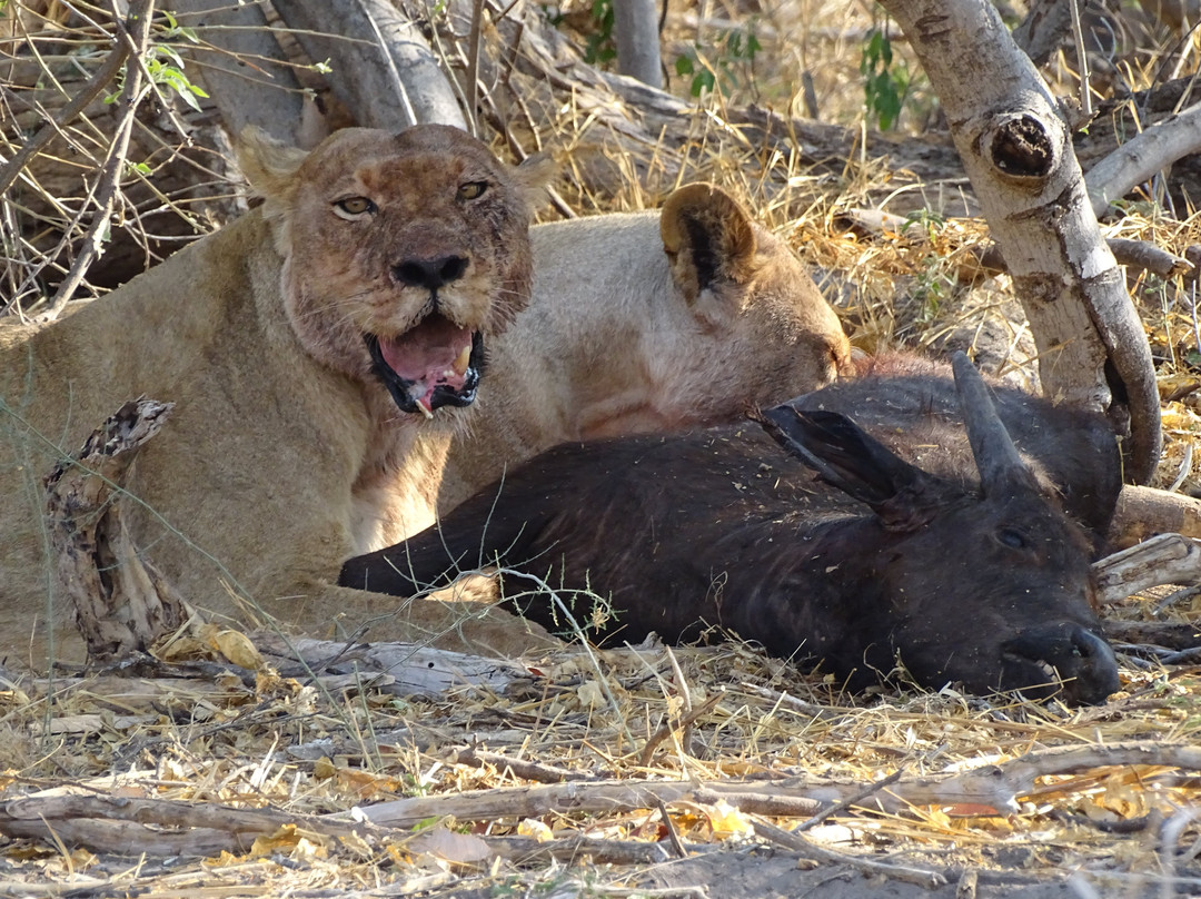 Spoor Tracker Adventures-null必去景点