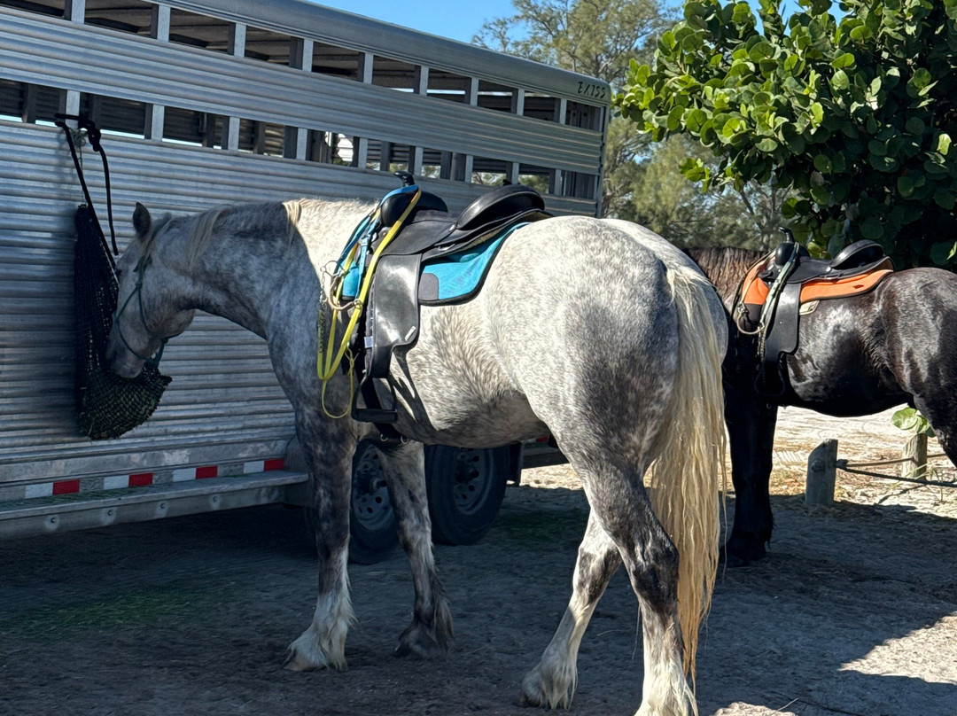 Florida Beach Horses-布雷登顿必去景点