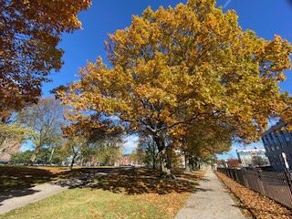 Lincoln Park-波特兰必去景点